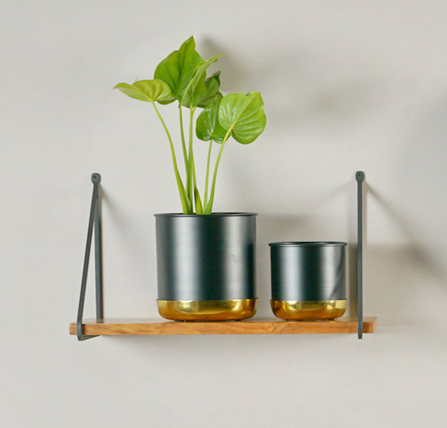 Accent Wall Shelves