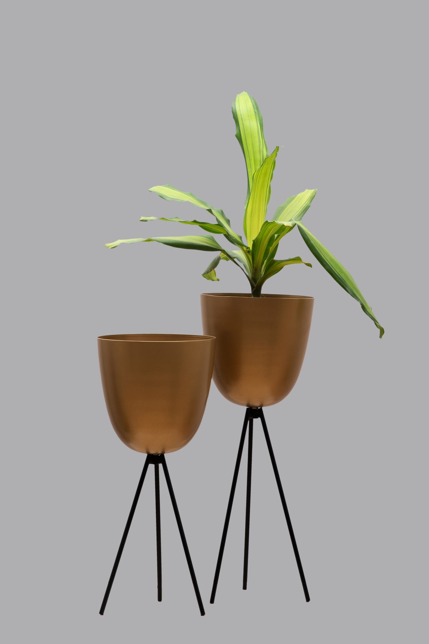 Tripod Plant Holder - Set Of 2